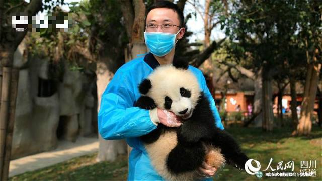 饲养员陈波和大熊猫(图片由ipanda提供)