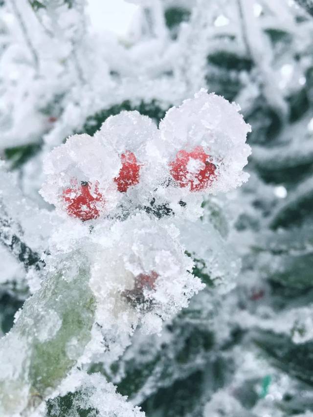 寒流袭雅西,雪警暖人心