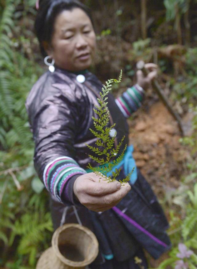 生男生女全靠"换花草",贵州神奇山村每户1儿1女,几百年不变