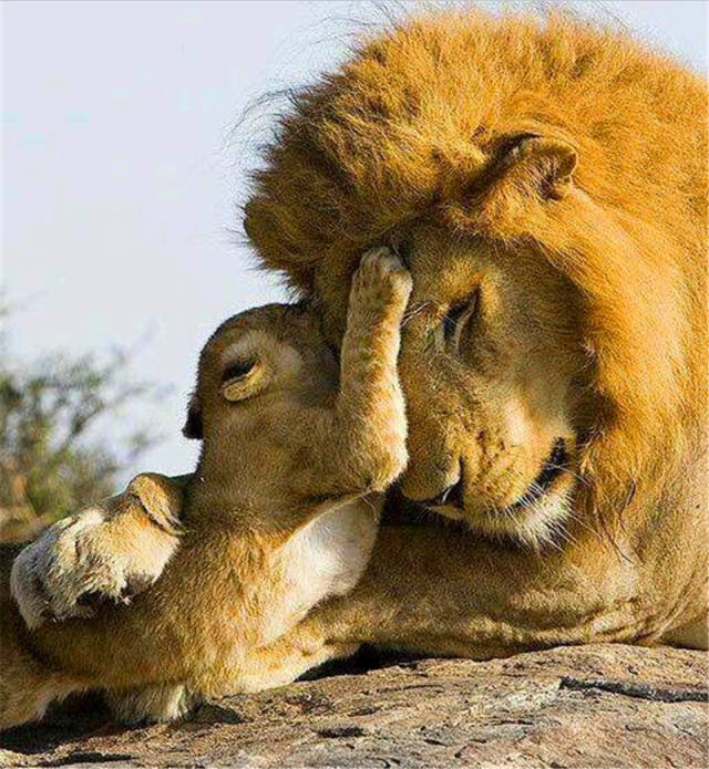 这张图,小狮子趴在大狮子的脸上,好像在亲大狮子,大狮子也是闭着眼睛
