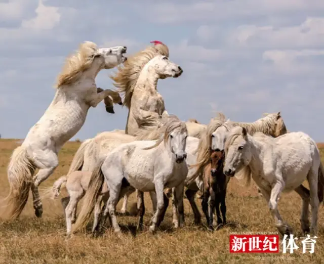 乌珠穆沁白马:草原上闪耀的明珠