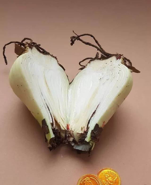 朱顶红丨骨子里透着时尚高冷范儿的"土味"花卉