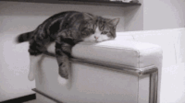 家里的猫好几天没回来,回来的时候 鼻涕眼泪流个不停,很痛苦的样子