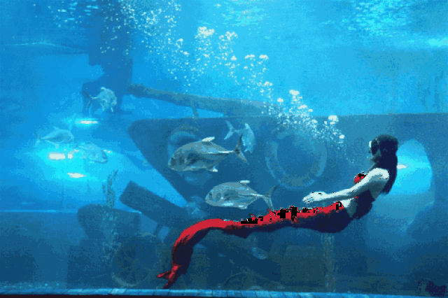 深梦海底世界  在奇幻的海底世界里 不仅有精彩的海洋剧场 还可以