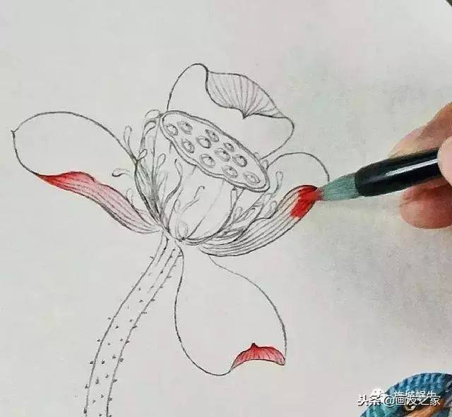 图文教程丨工笔技法分享:翠鸟的详细画法及其着色步骤