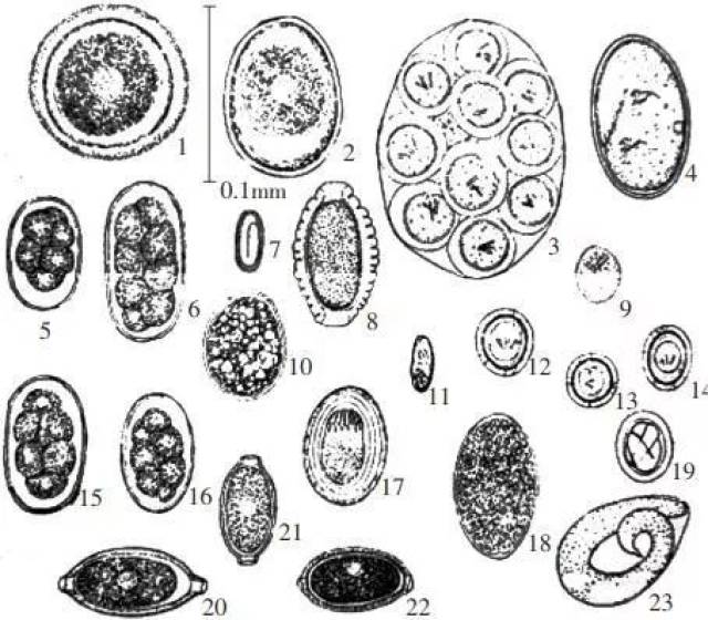 图7犬和狐狸寄生虫蠕虫卵 1.犬弓首蛔虫卵 2.狮弓首蛔虫卵 3.