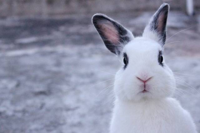 兔子耳朵内有褐色脏东西,兔子耳朵能掏出褐色东西