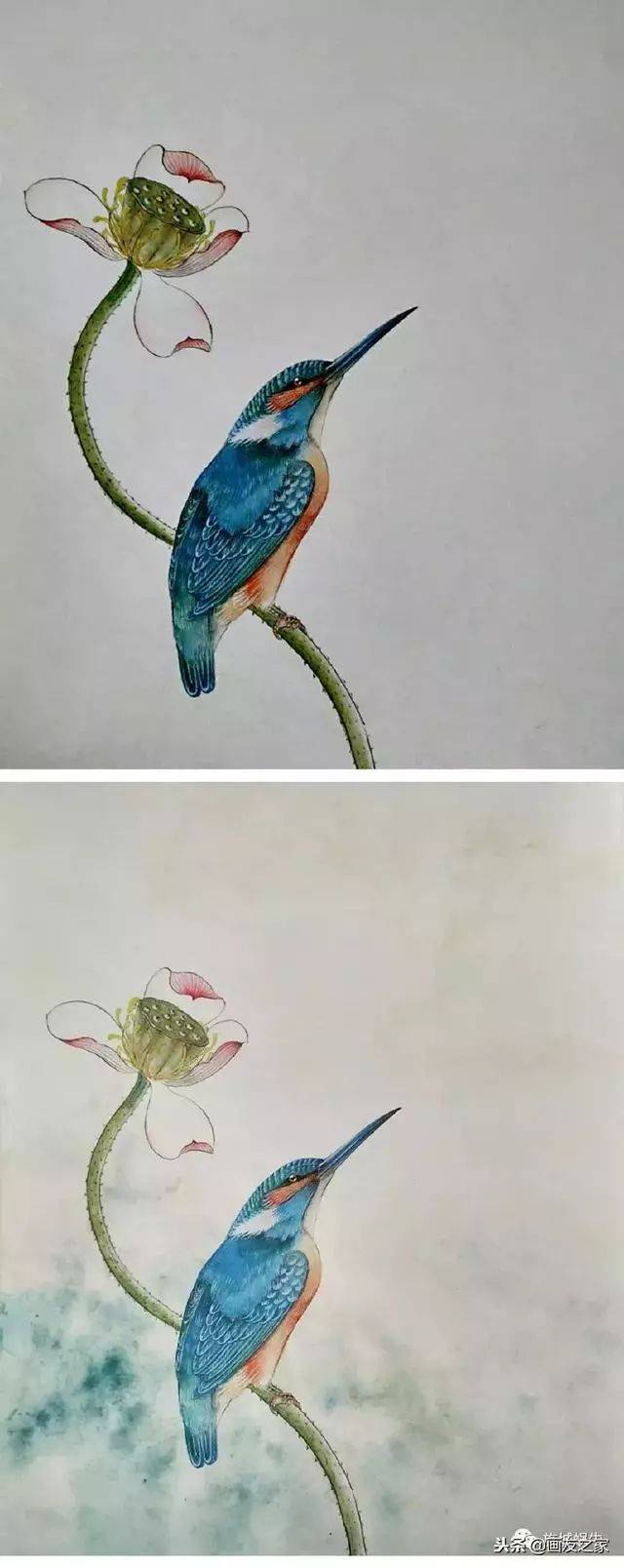 图文教程丨工笔技法分享:翠鸟的详细画法及其着色步骤