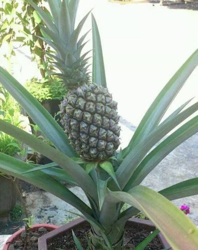 这样种植菠萝,可以少花买菠萝的钱哦!