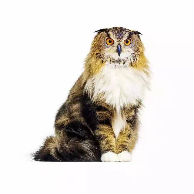 来看看网友们脑洞大开的作品 是不是超级可爱? 其实还有 鹰头猫的