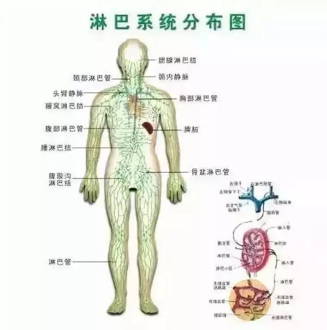 人体三处淋巴决定生死,一定要重视_手机搜狐网