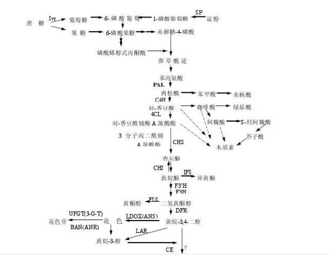 pathway)和苯丙氨酸(phenylalanine)代谢途径