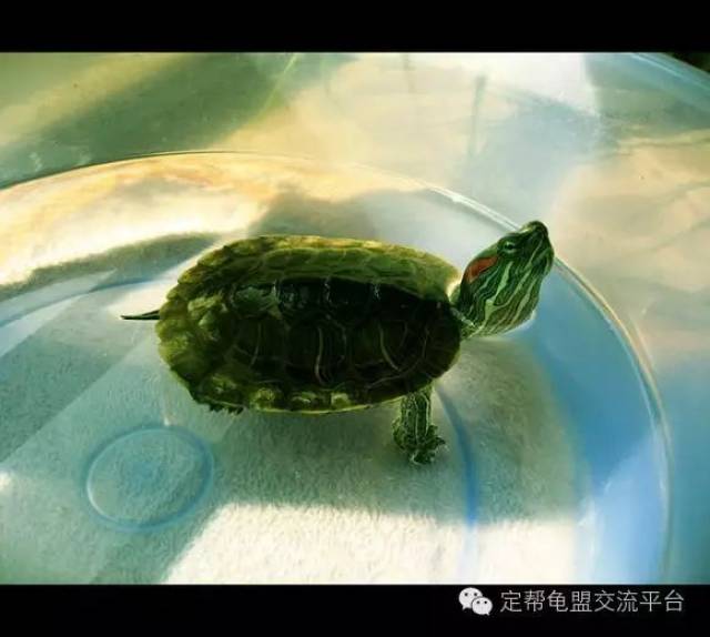 关于龟背上的青苔
