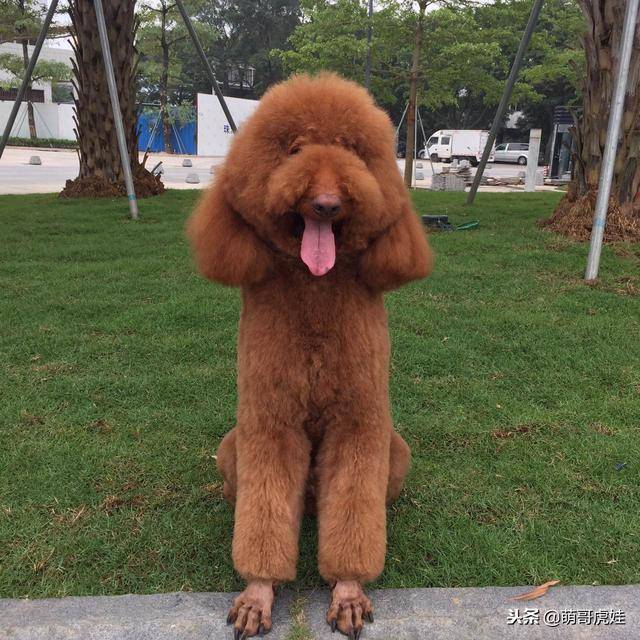 巨型贵宾剪毛前后差太大，主人表示这是给我换了一只狗吧