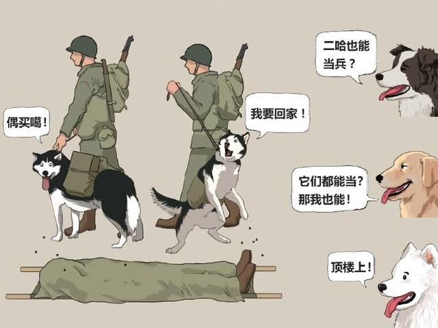 人类最忠实的伙伴——进击的军犬