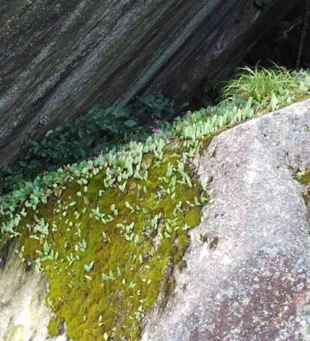 每周一药|微草战队:山上石壁上有把绿色飞刀剑