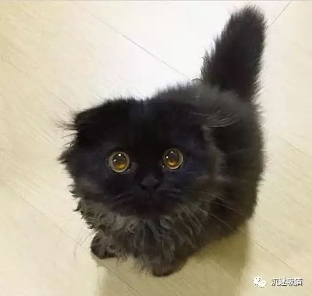 喵星人:这只小黑猫火了,网友:这真不是一团煤灰嵌了俩