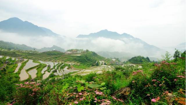 畲乡古道连接文成西坑畲族镇,泰顺竹里畲族乡,司前畲族镇,和景宁畲族