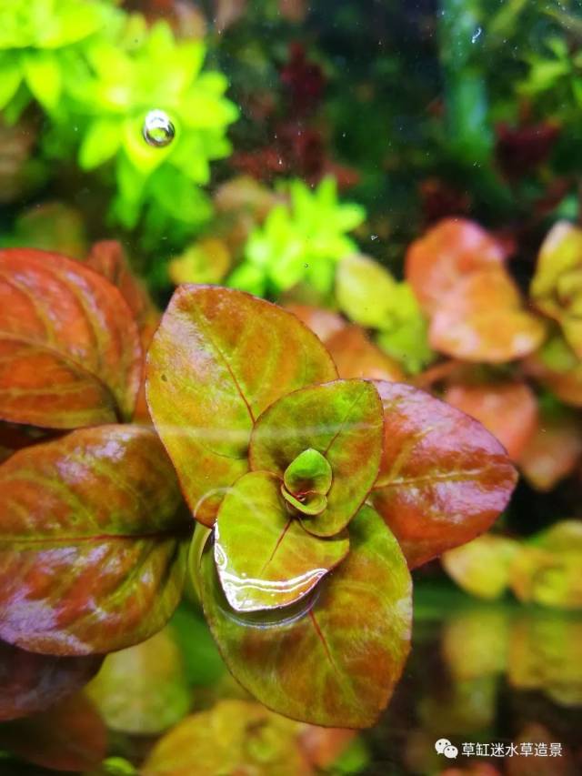展示一组非常好养的丁香类水草