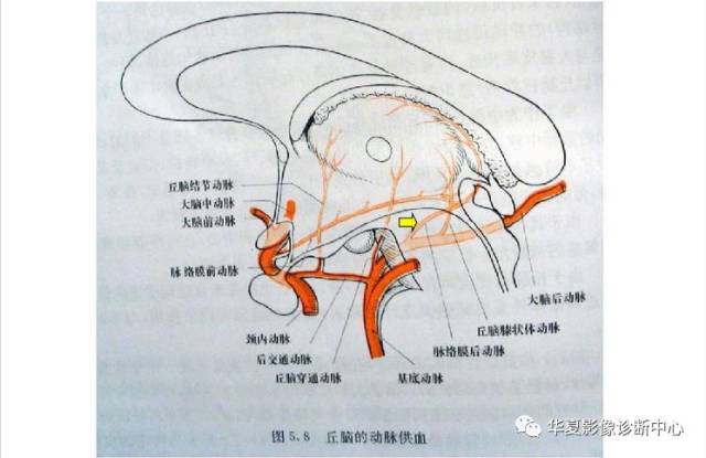 最详细的丘脑供血动脉及丘脑梗死