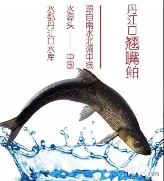 "丹江口翘嘴鲌"爆红网络!近八百万人围观!
