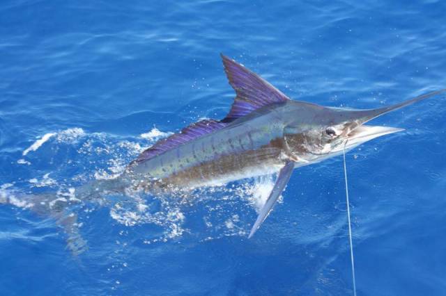第一名:marlin《马林鱼》110km/h