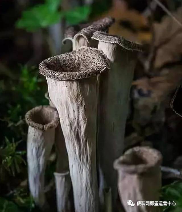 墨汁鬼伞,大脑蘑菇,魔鬼手指…这些长得非常诡异的菌类,震惊了很多人