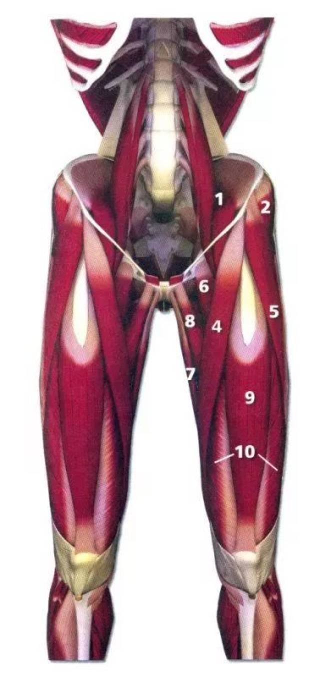 超全!新版人体肌肉解剖彩图及说明(收藏起来当字典用)