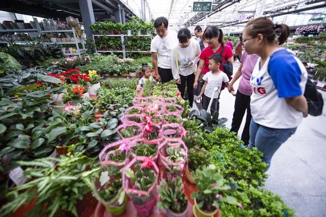 鹤壁建业绿色基地内的陈砦花卉市场