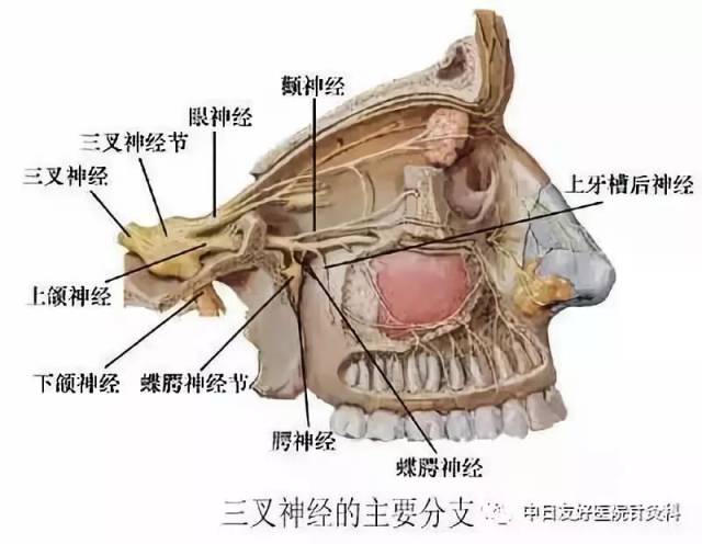 治疗鼻炎,针灸有了"透视眼—超声可视化蝶腭神经节刺激术