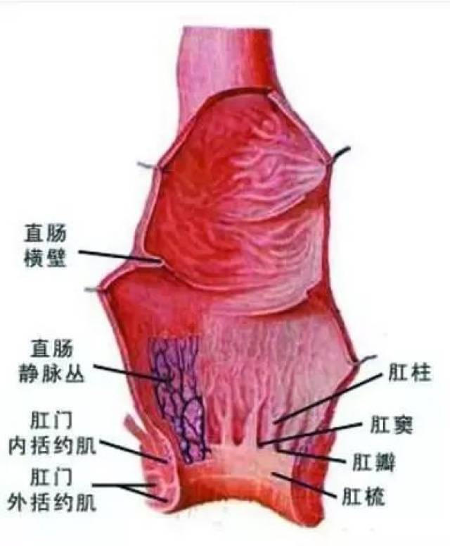 关于肛窦炎 , 你知道多少?