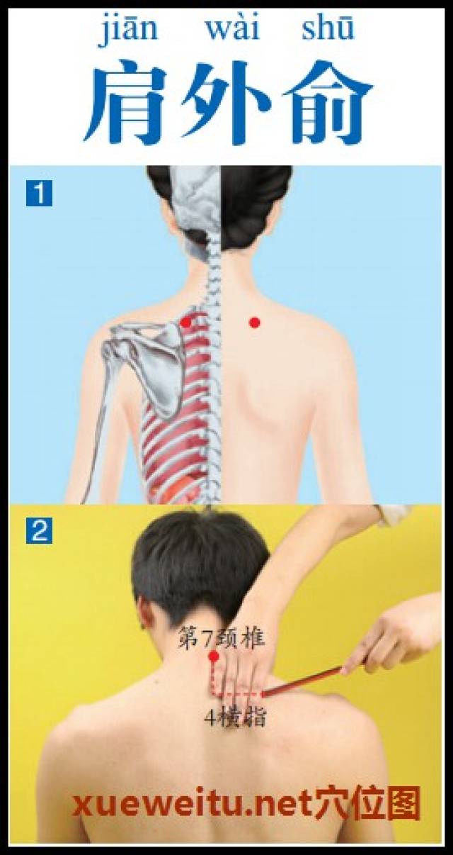 肩外俞穴准确位置图功效作用和针刺艾灸按摩推拿法