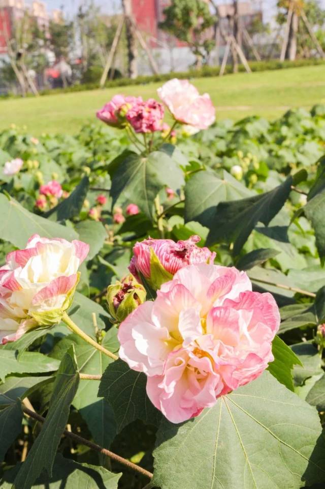 听说这里一共有 30 种芙蓉品种,是 全球芙蓉品种最齐全的主题公园.