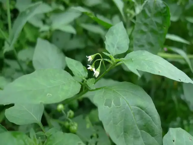 叶子比辣椒更辣含有轻微毒性如今成美味野菜广东人爱吃