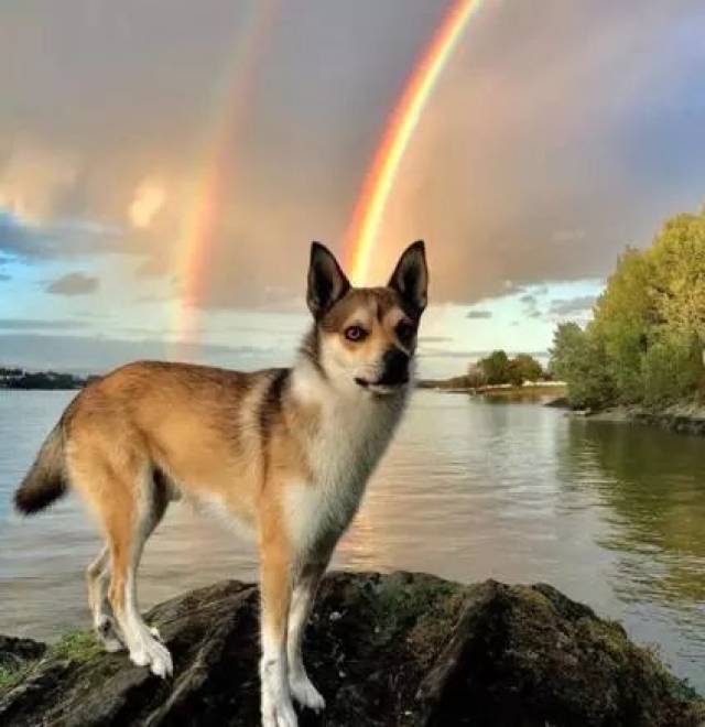 挪威伦德猎犬(norwegian lundehund)