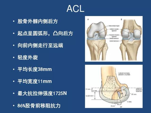 膝关节解剖详细图解vip资源