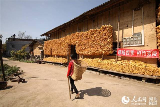 湖北宜昌马宗岭村玉米丰收 玉米黄金屋成当地美景