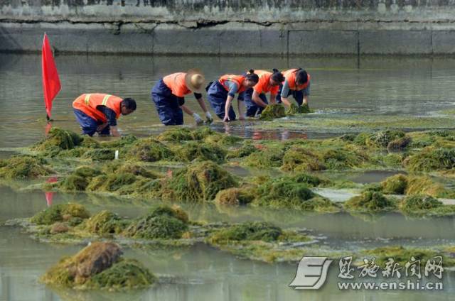 清理水草 保河道清洁