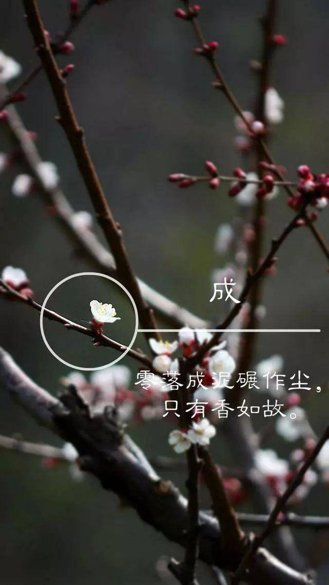 用你的姓氏设计一个专属手机壁纸,看看有没有你的姓氏