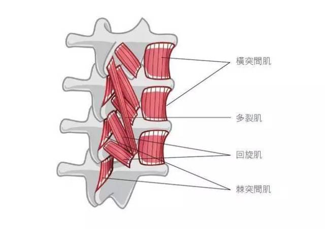 多裂肌可执行深层细微脊骨间的小动作,也可协同回旋肌,半脊肌,共同