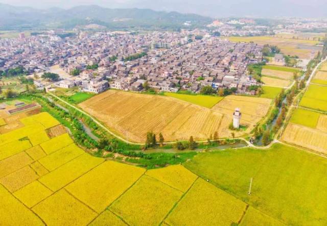 航拍金色稻田,台山深秋景色如画!美!