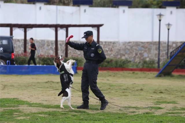 110宣传月|我与警犬有个"约会"—— 贵阳晚报小记者团走进观山湖公安