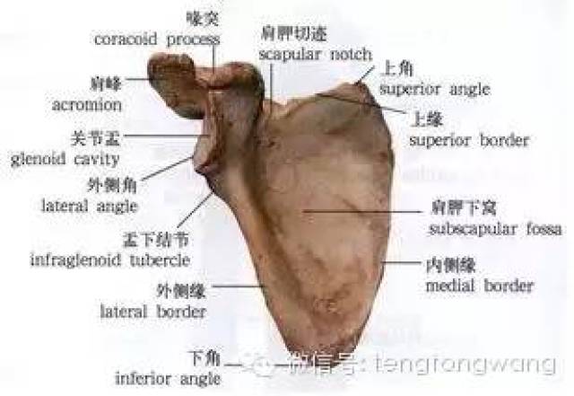 外侧角肥厚,有关节盂,与肱骨头组成盂肱关节.