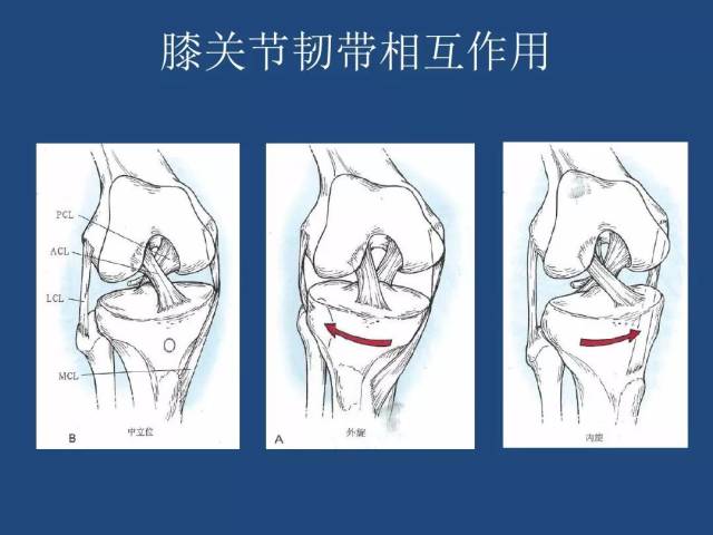 膝关节解剖详细图解vip资源