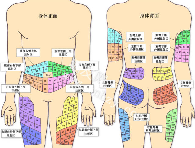 一图了解胰岛素注射部位 (转载)