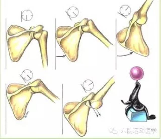 运动时,盂肱关节通过肱骨头在关节盂中旋转而活动(图3.