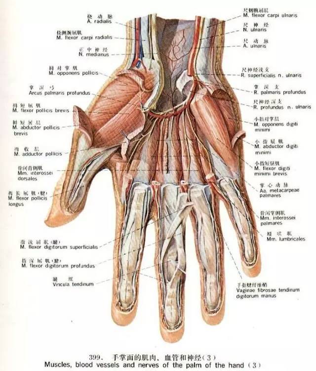 人类手部肌腱示意图