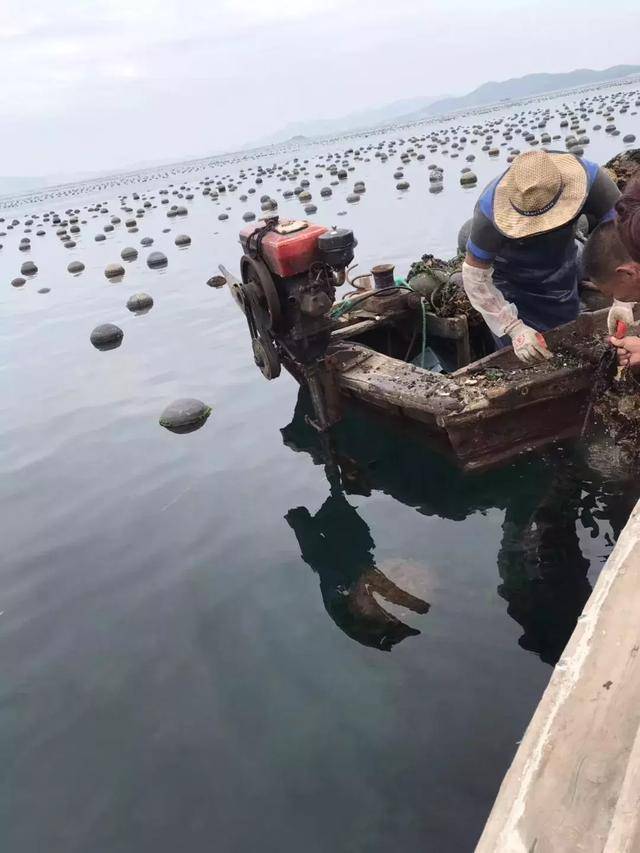 生蚝一般生长在江河与大海的交汇处,半咸半淡的浅海当中,我们通常所