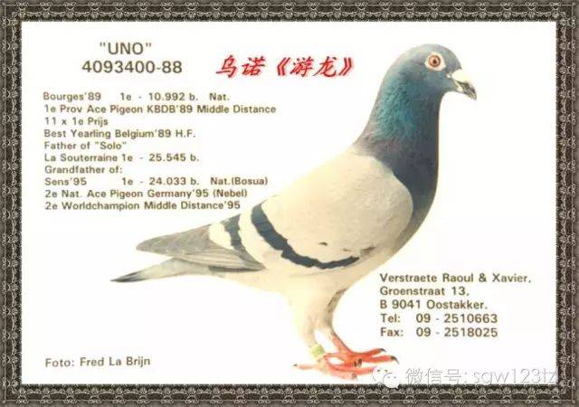 不常提起的21个世界级血统名鸽