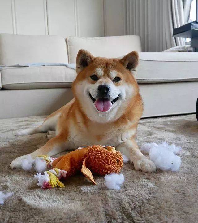 治愈|日本柴犬berry火遍外网 因其笑容治愈温暖